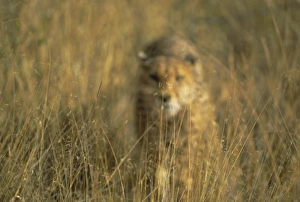 Preying Prints: Cheetah stalking
