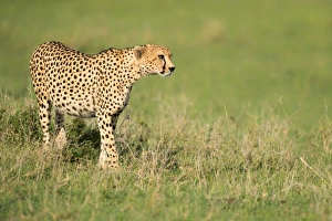 Masai Mara Prints: Cheetah stalking, Masai Mara, Kenya, East Africa, Africa