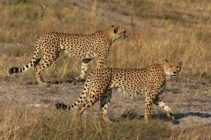 Grass Area Prints: Two cheetahs (Acinonyx jubatus) walking, Savuti, Chobe National Park, Botswana, Africa