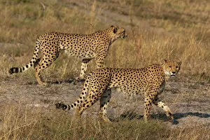 Safari Animals Gallery: Two cheetahs (Acinonyx jubatus) walking, Savuti, Chobe National Park, Botswana, Africa