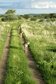 Three cheetahs along path in Etosha National Park, Namibia, Africa