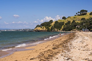 Auckland Prints: Cheltenham Beach, Devenport, Auckland, North Island, New Zealand, Pacific