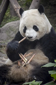 Far Eastern Prints: Chengdu Research Base of Giant Panda Breeding, Chengdu, Sichuan Province, China, Asia