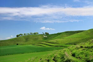 Images Dated 1st May 2009: Cherhill white horse, first cut into chalk downland in 1780, Wiltshire, England, United Kingdom
