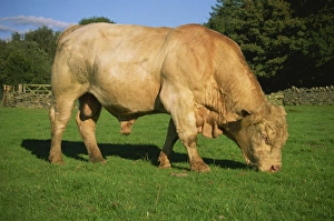 Gwynedd Prints: Cherolet bull, Snowdonia National Park, Gwynedd, Wales, United Kingdom, Europe
