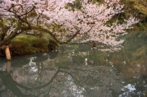 Images Dated 4th August 2008: Cherry blossom