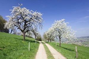 Country Road Prints: Cherry blossom at Eggenen Valley
