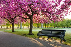Footpath Prints: Cherry blossom in Greenwich Park, London, England, United Kingdom, Europe