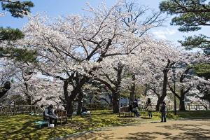 Cherry Blossom Prints: Cherry blossom in the Hakodate Park, Hakodate, Hokkaido, Japan, Asia