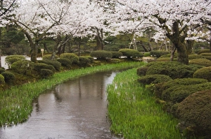 Cherry Blossom Prints: Cherry blossom in Kenrokuen Garden