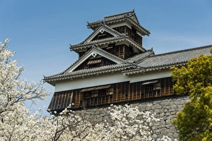Cherry blossom and Kumamoto Japanese Castle, Kumamoto, Kyushu, Japan, Asia