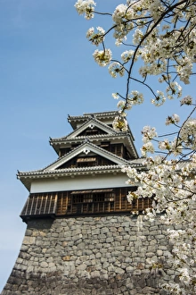 Protection Prints: Cherry blossom and Kumamoto Japanese Castle, Kumamoto, Kyushu, Japan, Asia