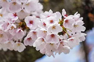 Kyoto Gallery: Cherry blossom, Kyoto, Japan, Asia