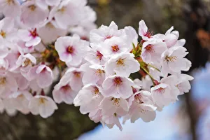 Typically Japanese Gallery: Cherry blossom, Kyoto, Japan, Asia