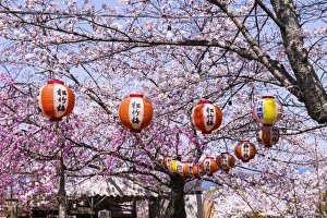 Japanese Script Prints: Cherry blossom in the Maruyama-Koen park, Unesco world heritage sight Kyoto, Japan