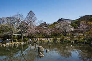 Cherry Blossom Prints: Cherry blossom in the Maruyama-Koen Park, Kyoto, Japan, Asia