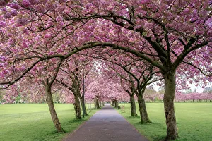 Bright Prints: Cherry Blossom at the Meadows in Edinburgh, Scotland, United Kingdom, Europe