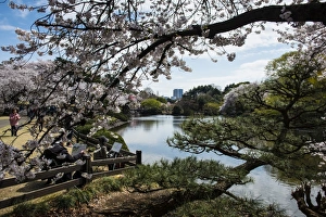 Blooming Prints: Cherry blossom in the Shinjuku-Gyoen Park, Tokyo, Japan, Asia
