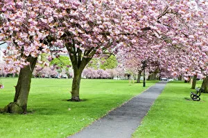 Spring Collection: Cherry blossom on The Stray in spring, Harrogate, North Yorkshire, Yorkshire, England