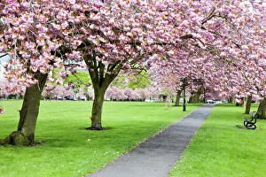 Flowers Prints: Cherry blossom on The Stray in spring