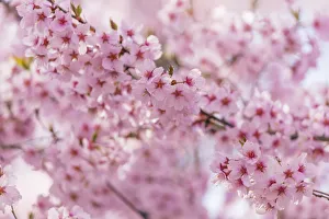 Petal Prints: Cherry blossom, Takato, Nagano Prefecture, Honshu, Japan, Asia