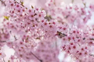 Typically Japanese Gallery: Cherry blossom, Takato, Nagano Prefecture, Honshu, Japan, Asia