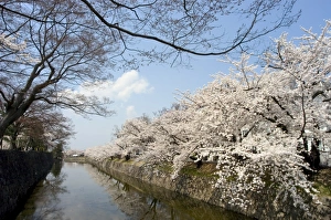 Cherry blossoms