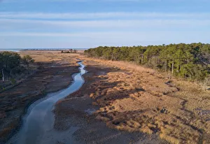Virginia Prints: Chesapeake Bay salt marsh and loblolly pine trees, Hampton, Virginia