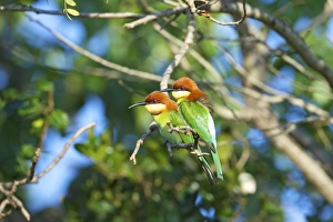 Tree Branch Prints: Chestnut-headed bee-eater (merops leschanaulti), Yala National Park, Sri Lanka, Asia