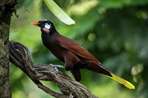 Sarapiqui Prints: Chestnut headed Oropendola (Psarocolius wagleri), Sarapiqui, Costa Rica, Central America