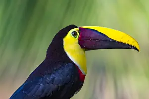 Alajuela Province Prints: Chestnut-mandibled Toucan or Swainsons Toucan (Ramphastos ambiguus swainsonii), Boca