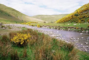 Northumbria Prints: Cheviot Hills, Northumberland, England, United Kingdom, Europe