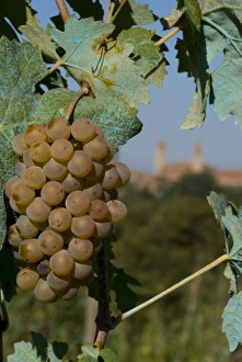 Chianciano Terme, Tuscany, Italy, Europe