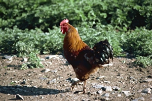 Poultry Prints: Chickens, British Columbia, Canada, North America