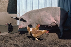 Live Stock Prints: Chickens and pig in farmyard, British Columbia, Canada, North America