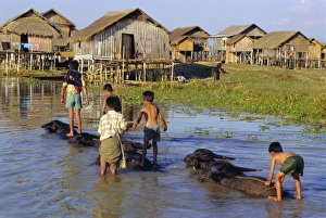 Ride Prints: Children riding water buffaloes, Inle Lake, Myanmar, Asia