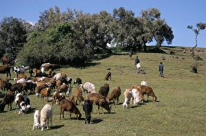 Ethiopia Prints: Children tending goats near Sankaber, Simien Mountain National Park, Ethiopia, Africa