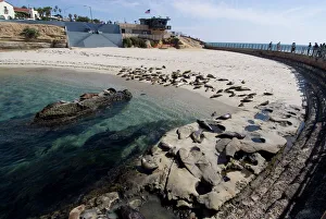La Jolla Prints: Childs Beach with harbor seals