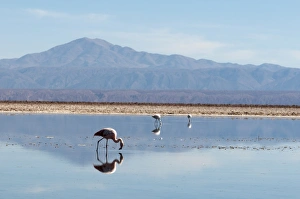 Chilean Flamingo (Phoenicopterus chilensis), Laguna Chaxa, Salar de Atacama