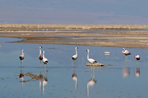 Chilean Flamingo (Phoenicopterus chilensis), Laguna Chaxa, Salar de Atacama