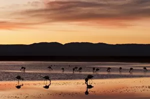 Images Dated 17th June 2010: Chilean Flamingo (Phoenicopterus chilensis), Laguna Chaxa, Salar de Atacama