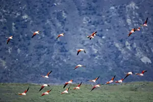 Flamingoes Prints: Chilean flamingoes (Phoenicopterus chilensis) in flight, Torres del Paine National Park