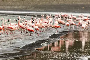 Flock Of Birds Prints: Chilean flamingos (Phoenicopterus chilensis) in Torres del Paine National Park, Patagonia