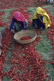 Two Women Prints: Chilli harvest, Rajasthan state, India, Asia