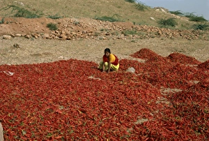Spices Prints: Chillies, Rajasthan state, India, Asia