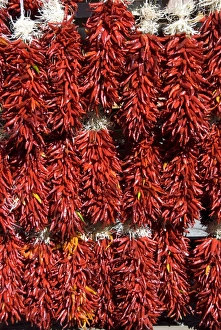Dried Prints: Chillies for sales, Santa Fe, New Mexico, United States of America, North America