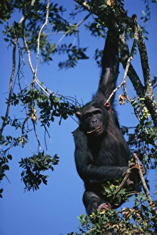 Chimpanzee hanging in tree