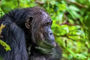 Hand Prints: Chimpanzee (Pan troglodytes), Gombe Stream National Park