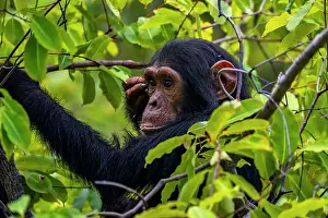 Hand Prints: Chimpanzee (Pan troglodytes), Gombe Stream National Park
