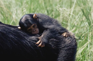 Co Operation Prints: Chimpanzee (Pan troglodytes) infant in captivity